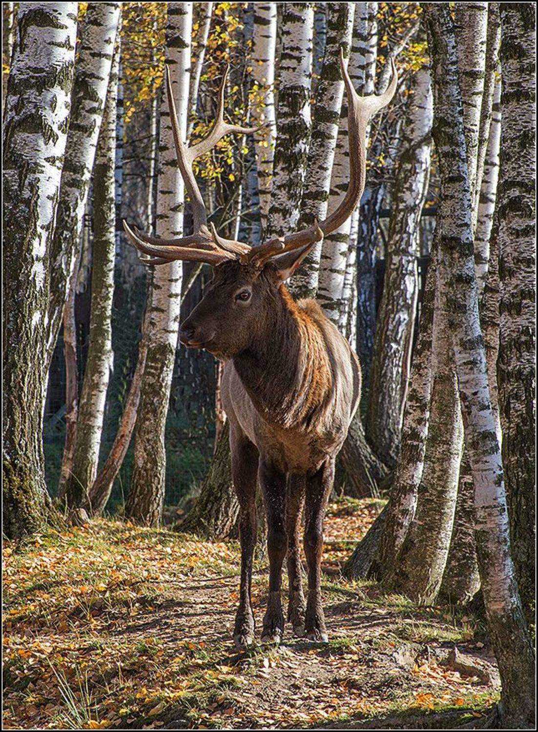 москва, осень, лосиный остров, марал, АНАТОЛИЙ ДОВЫДЕНКО