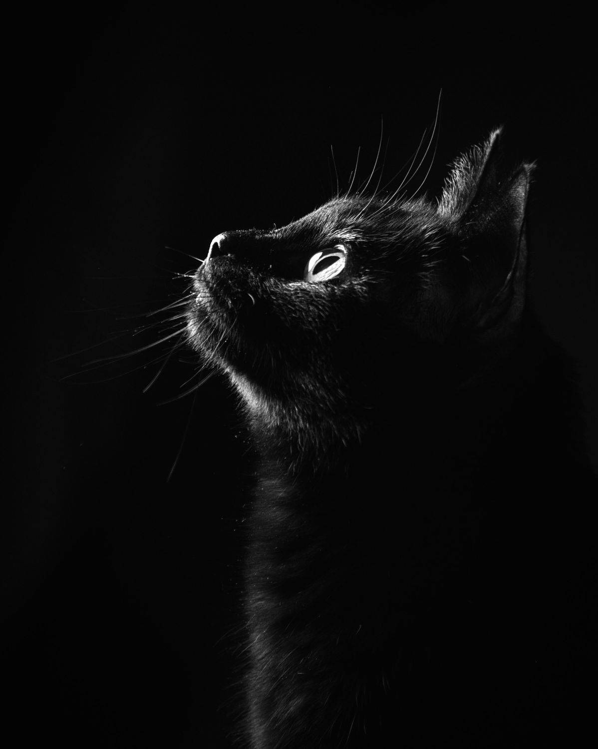 кошки чернобелое, Евгения Прокопович