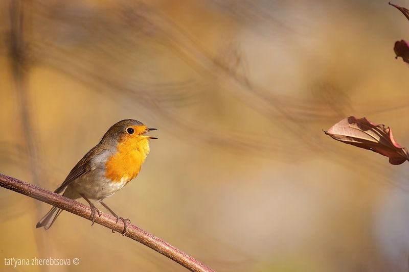 Зарянка фото превью