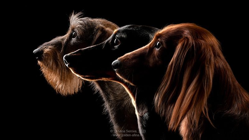 Таксотрио фото превью