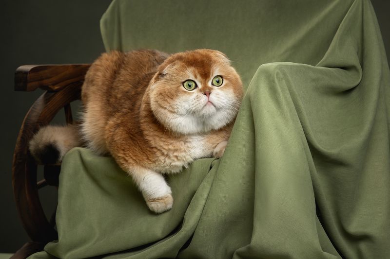Шотландский вислоухий фото превью