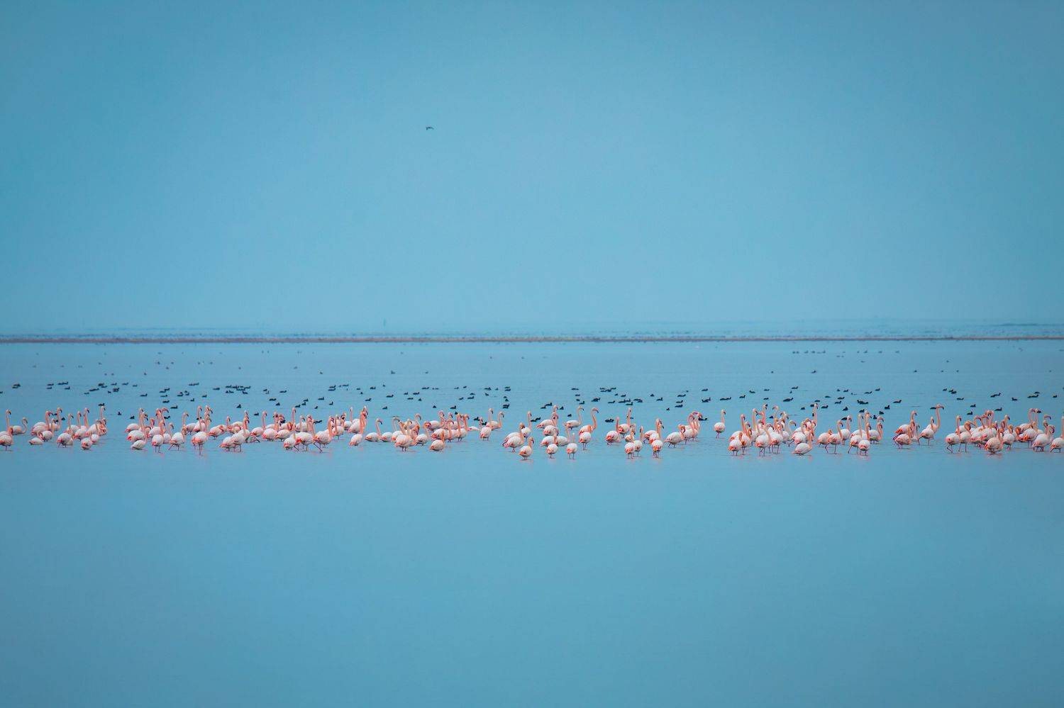 flamingo, bird, azerbaijan, caspian, sea, Teymur Mammadov