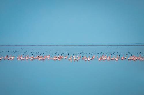 Flamingos