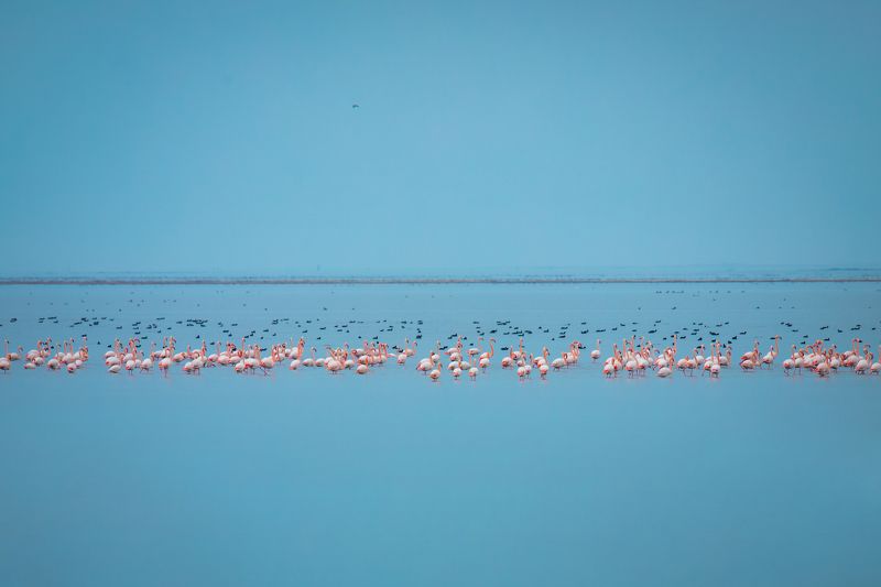 flamingo, bird, azerbaijan, caspian, sea Flamingos фото превью
