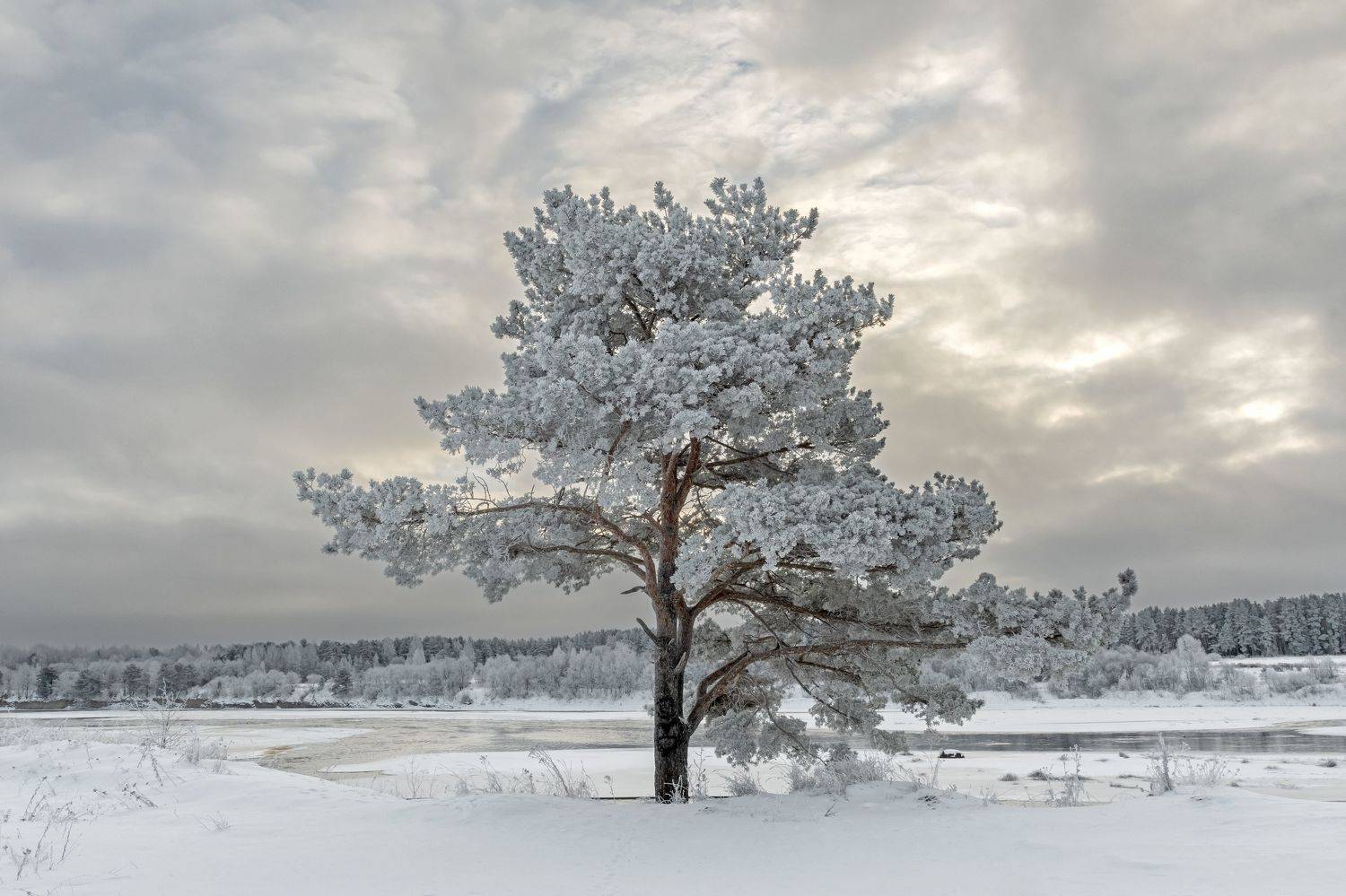 , Виктор Желенговский