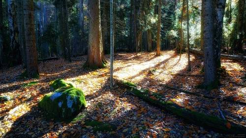 Осень. Лес. Утро.