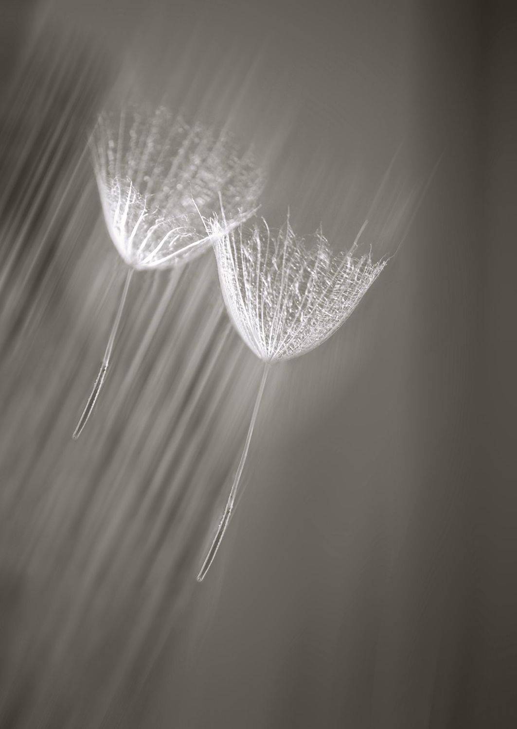 , Ольга Заболотская