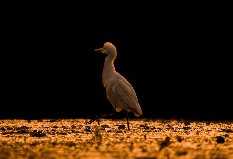 Egret фото превью