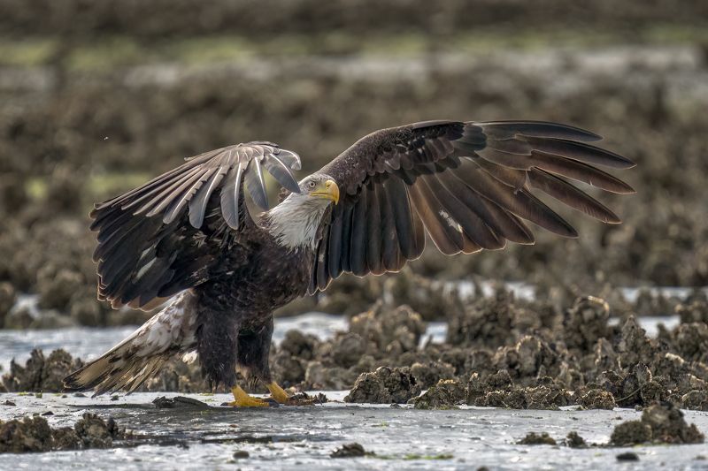 Spread фото превью