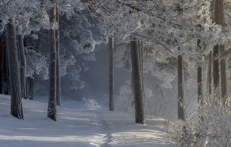 сибирь, зима, зимний лес, иней, морозный день, пейзаж Январская стужа фото превью