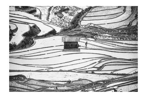 Rice&Icon of Vietnam