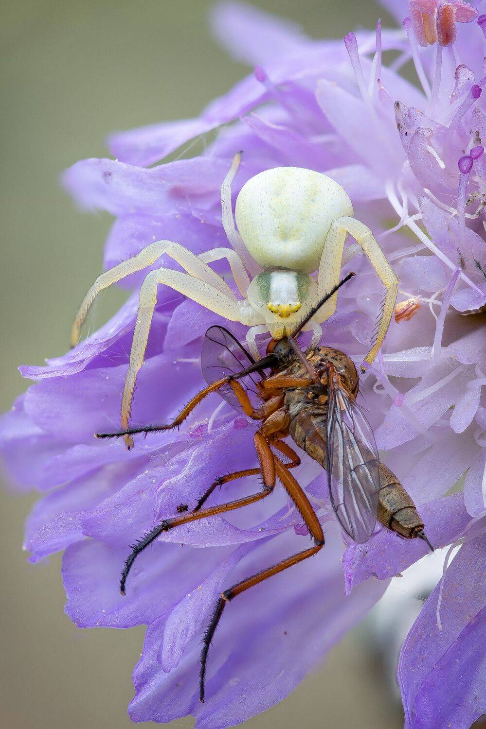, Кузнецов Дмитрий