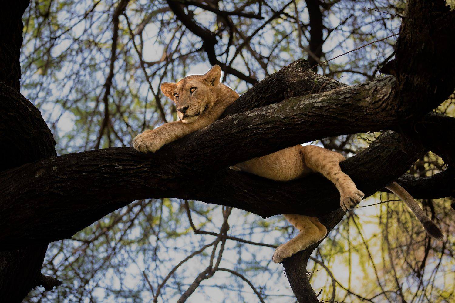 Lioness, Lake Manyara, Tanzania, Subi Sridharan