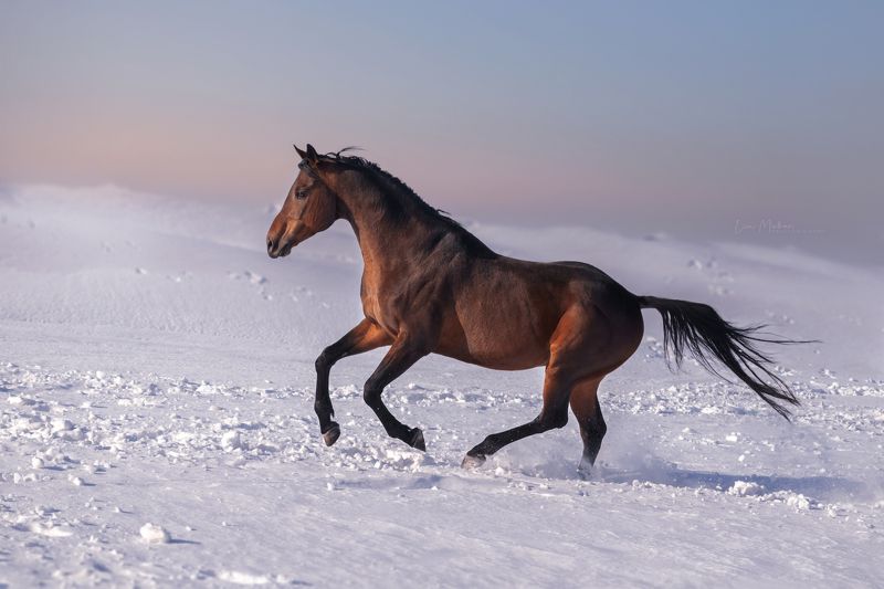 Лошадь, лошади, зима, снег, галоп, закат Перс  фото превью