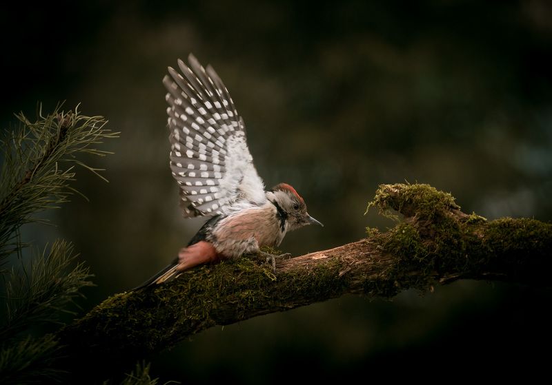 птицы, дятел, wildlife, birds, middle spotted woodpecker, зима Средний пестрый дятел фото превью