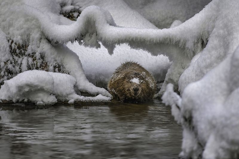 зима, бобр, снег, узоры В царстве снежной королевы фото превью