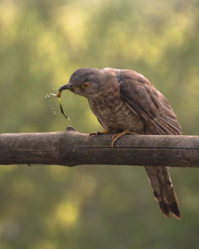#birds #cuckoo #indianbirds #birdsofindia #birdwithcatch Breakfast time! фото превью