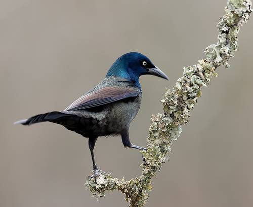 Common Grackle - Обыкновенный Гракл