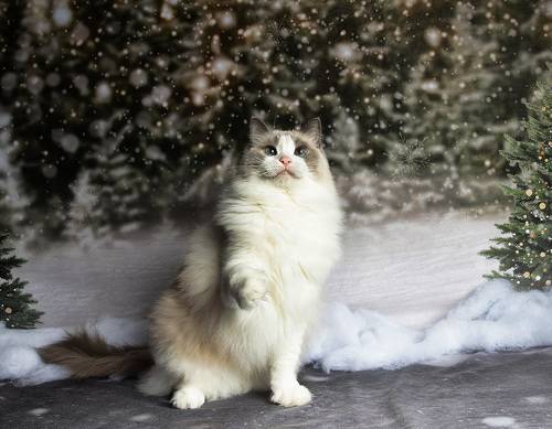 Ragdoll Cat (Matilda). Матильда во всей красе