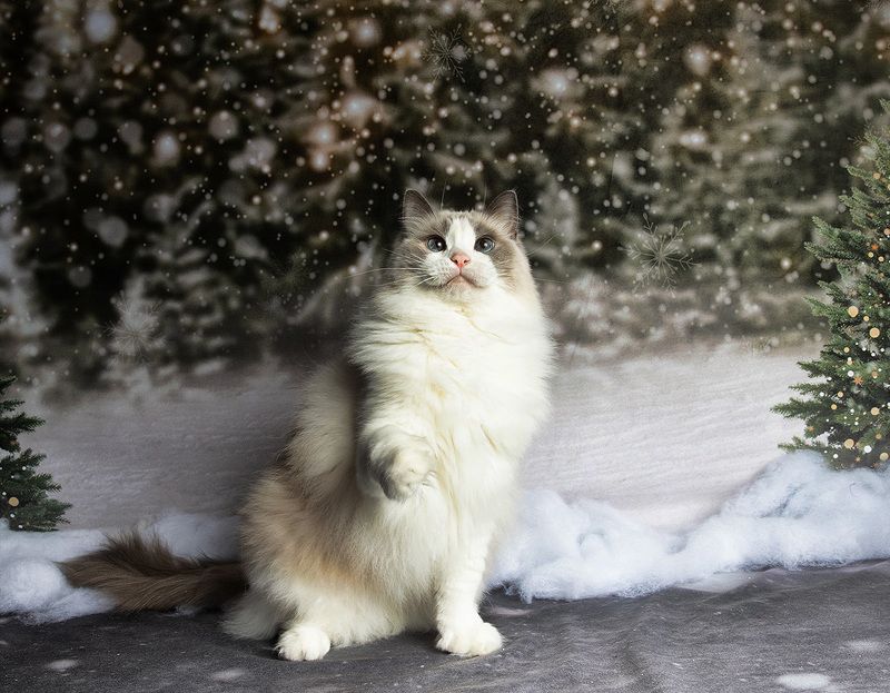 матильда, новый год, праздник, рэгдолл, сat, кошка, животные, кошки, ragdoll cat, ragdoll Ragdoll Cat (Matilda). Матильда во всей красе фото превью