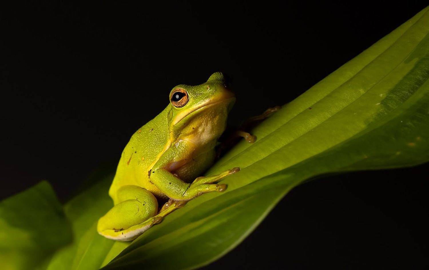 макро, квакша, лягушка, frog,  macro, земноводные, Etkind Elizabeth