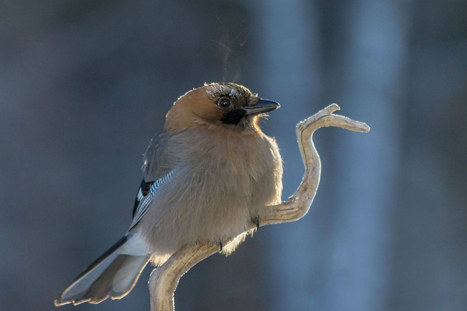 сойка, мороз, сибирь, Коледова Ирина