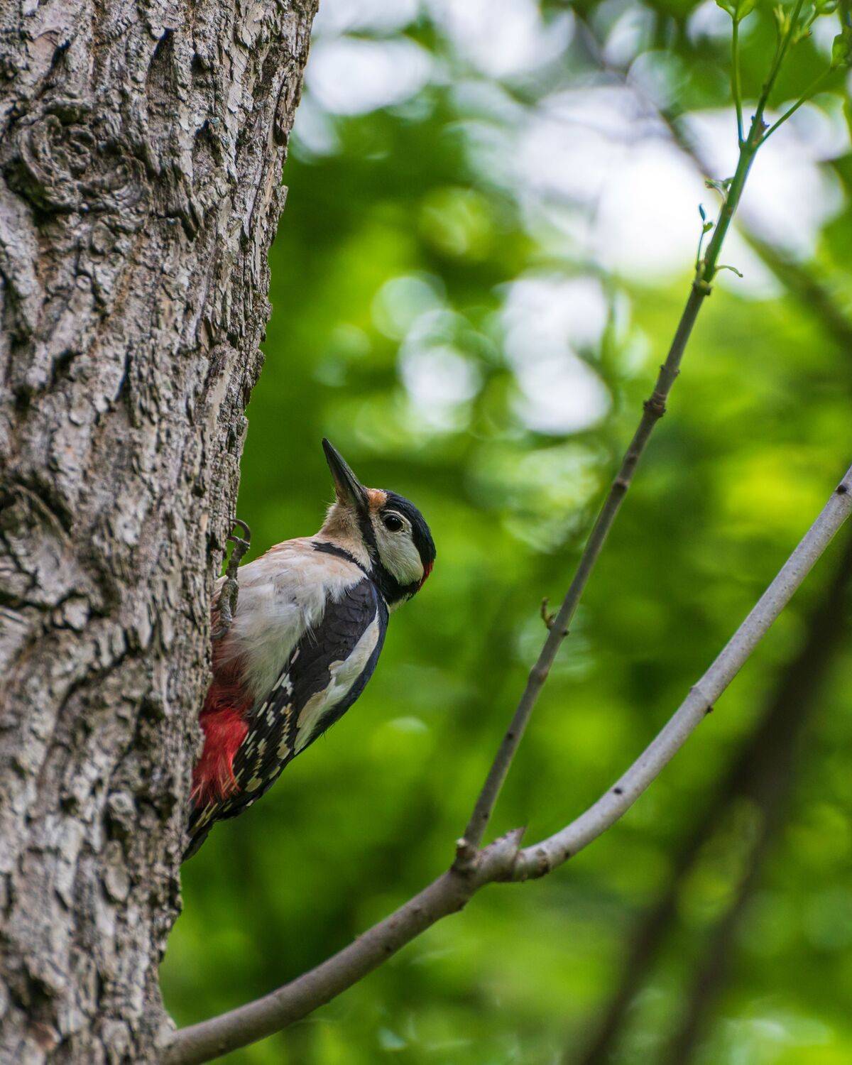 большой, пестрый, дятел, Алексей Рыльский