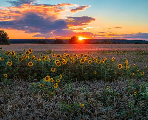 Подсолнух в пшеничном поле