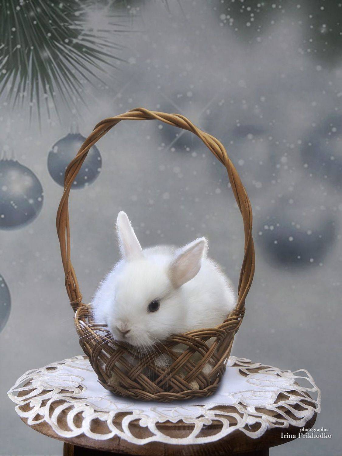 домашние животные, кролик, питомцы,, Приходько Ирина