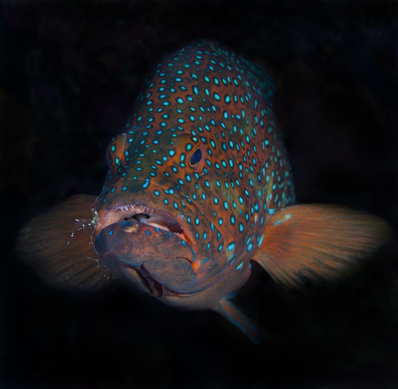 Египет Хургада дайвинг подводное фото обучение дайвингу PADI IDC На чистке фото превью