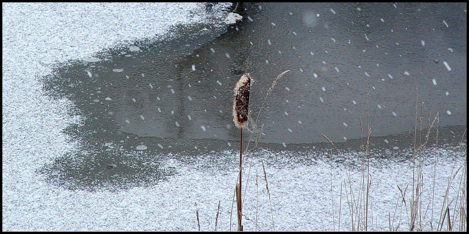 , Меднов Влад