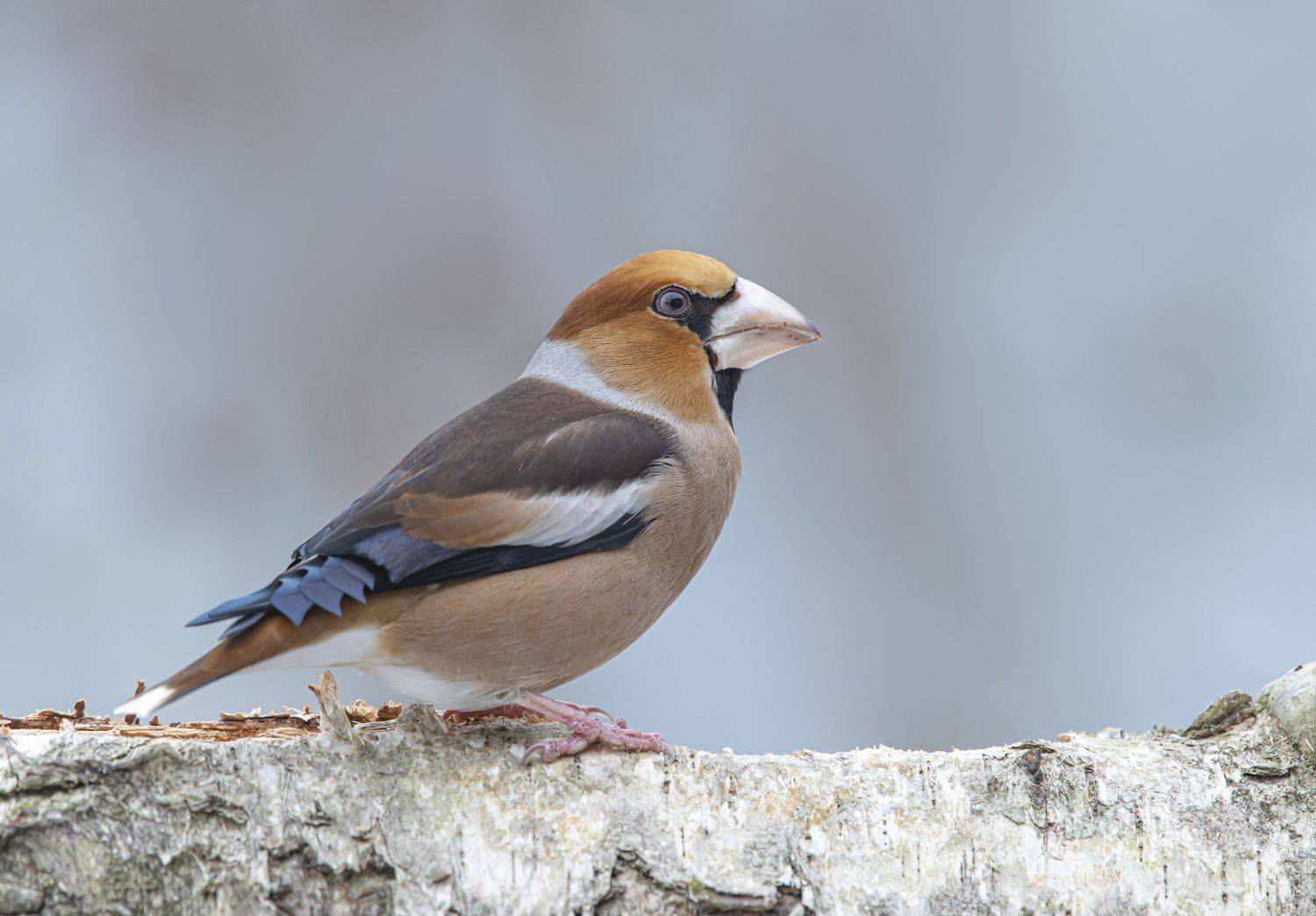 птицы,природа, зима, Андрей Киселёв