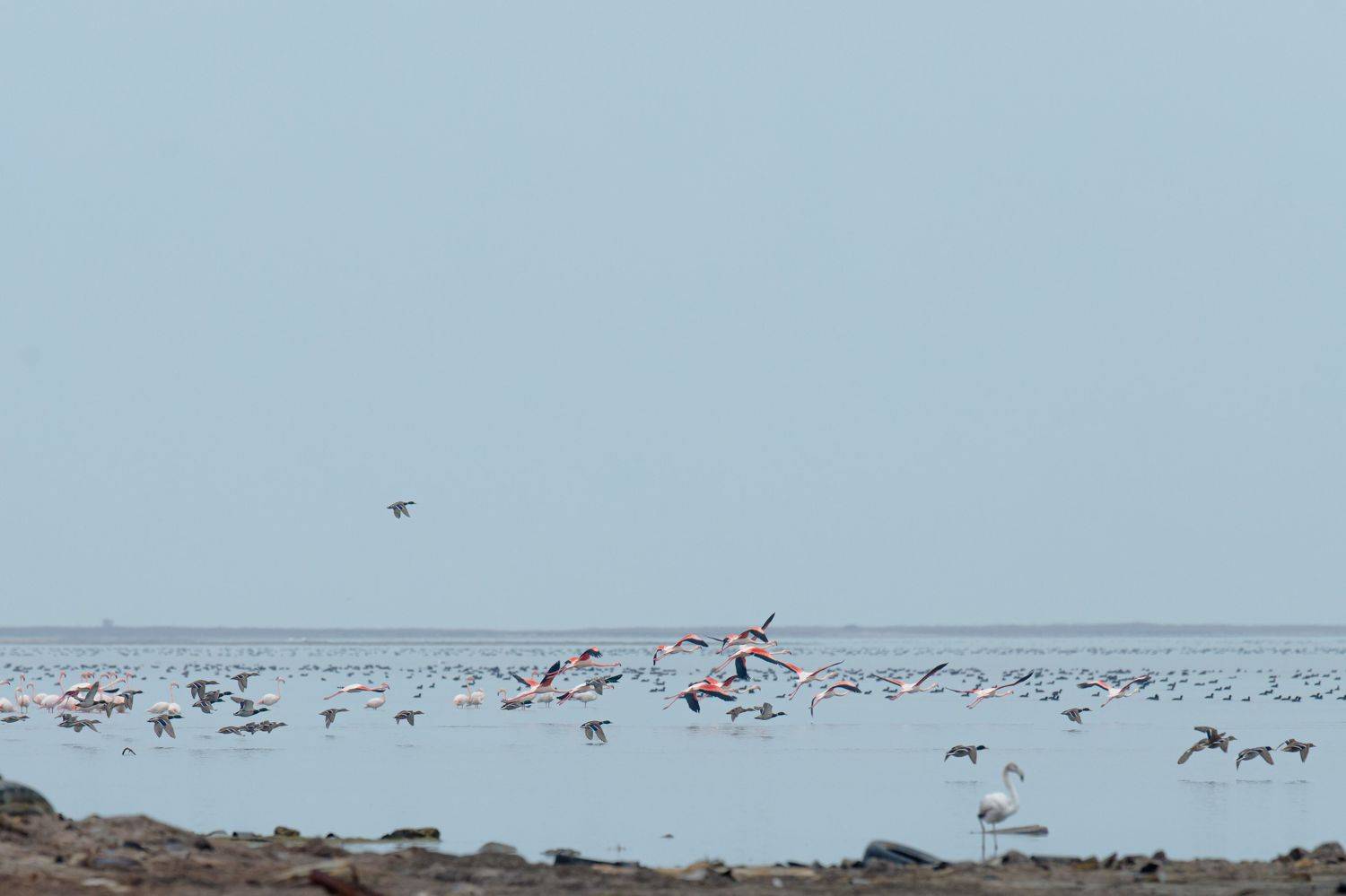 Flamingo bird Azerbaijan Baku Caspian sea, Teymur Mammadov