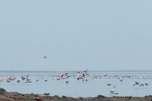 Flamingos flies 