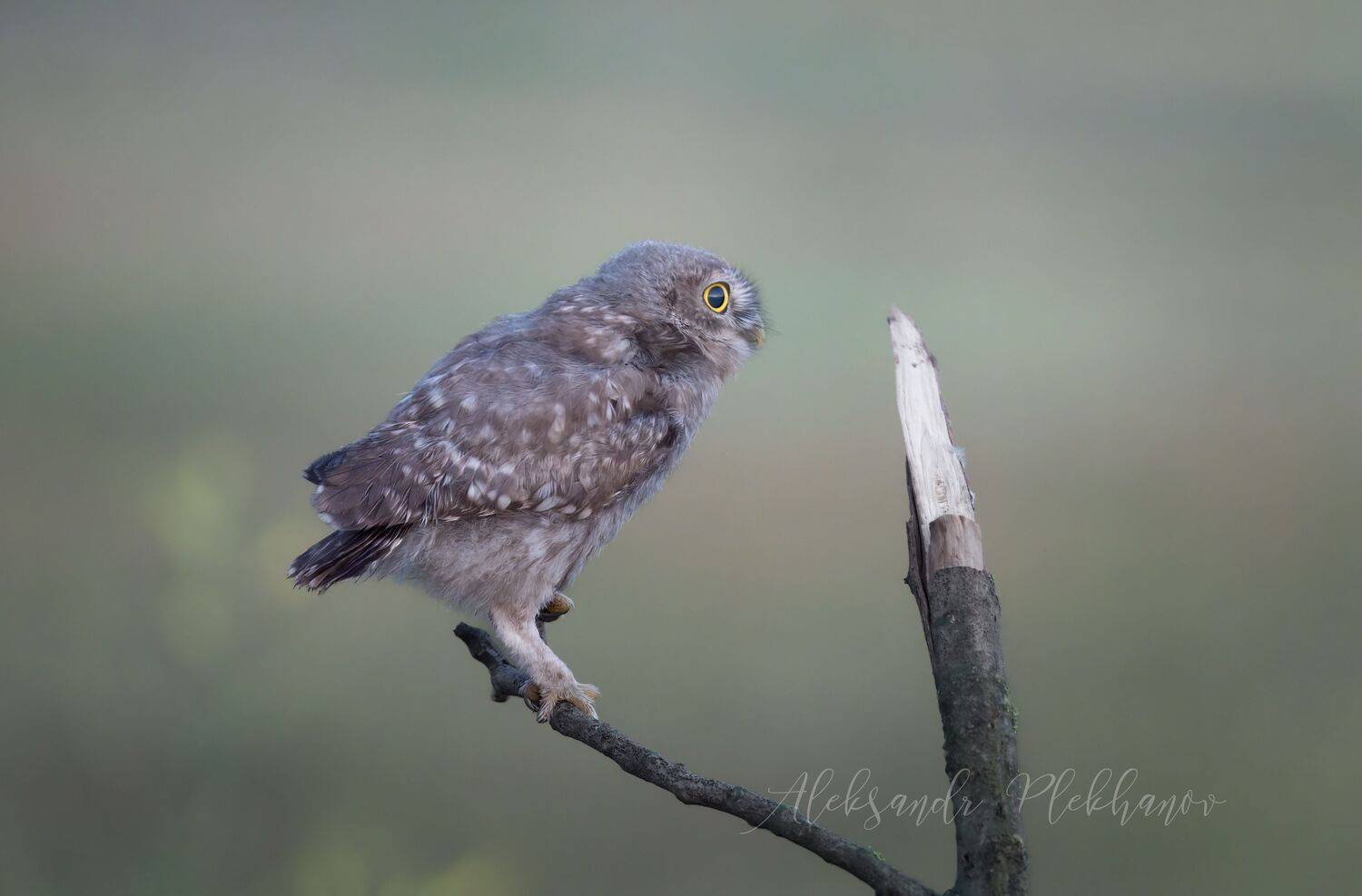живая, природа, Александр Плеханов