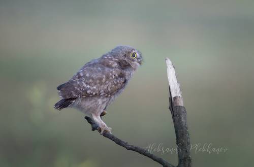 Прелесть на рассвете