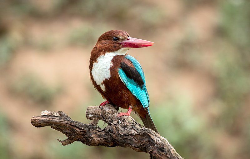 Зимородки Красноклювая альциона фото превью