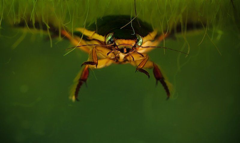 Жуки бывают разные.... фото превью