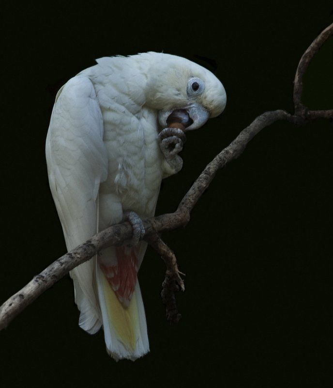 Red Vented Cockatoo фото превью