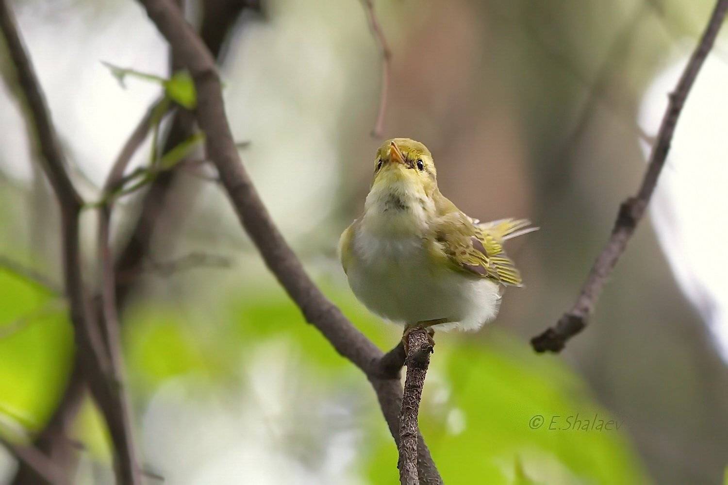 Birds, Phylloscopus sibilatrix, Wood warbler, Пеночка, Пеночка-трещотка, Птица, Птицы, Фотоохота, Евгений