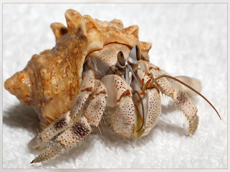 Дядя, отпусти, а...2 фото превью