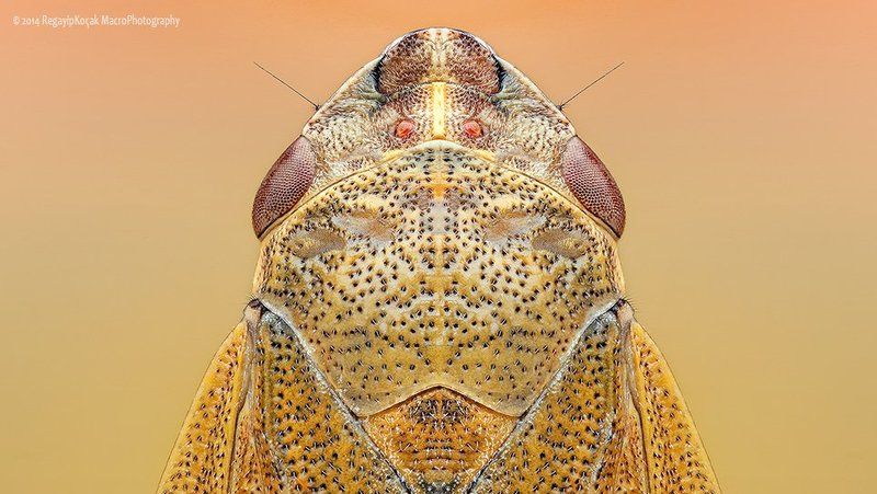 Aphrophora alni Aphrophora alni фото превью