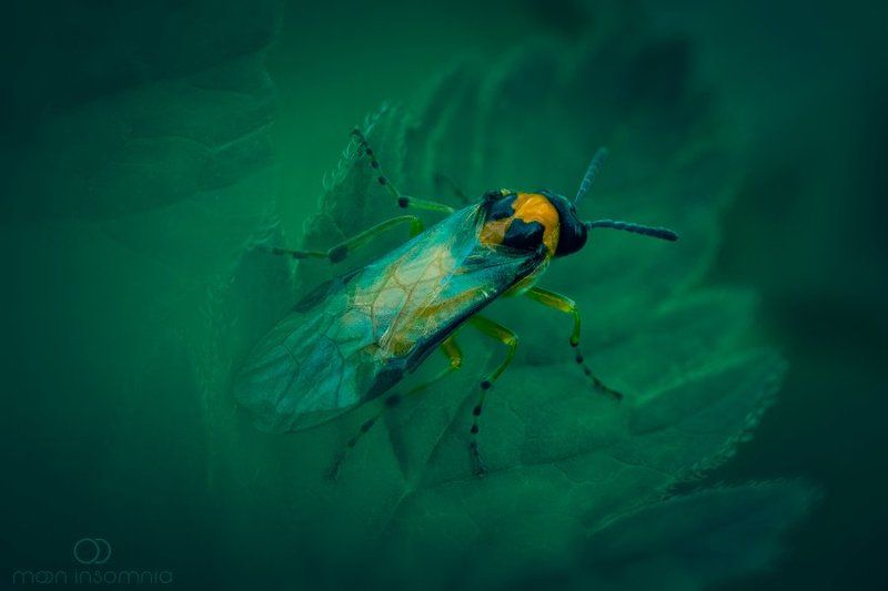 moon-insomnia, оса, земляная оса, природа, насекомые *** фото превью