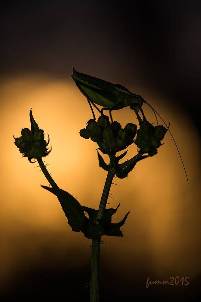 , Игорь ФУММ