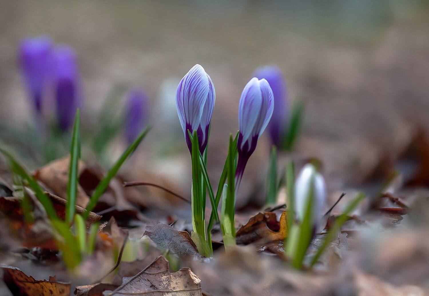 весна, природа, флора, цветы, Антонина