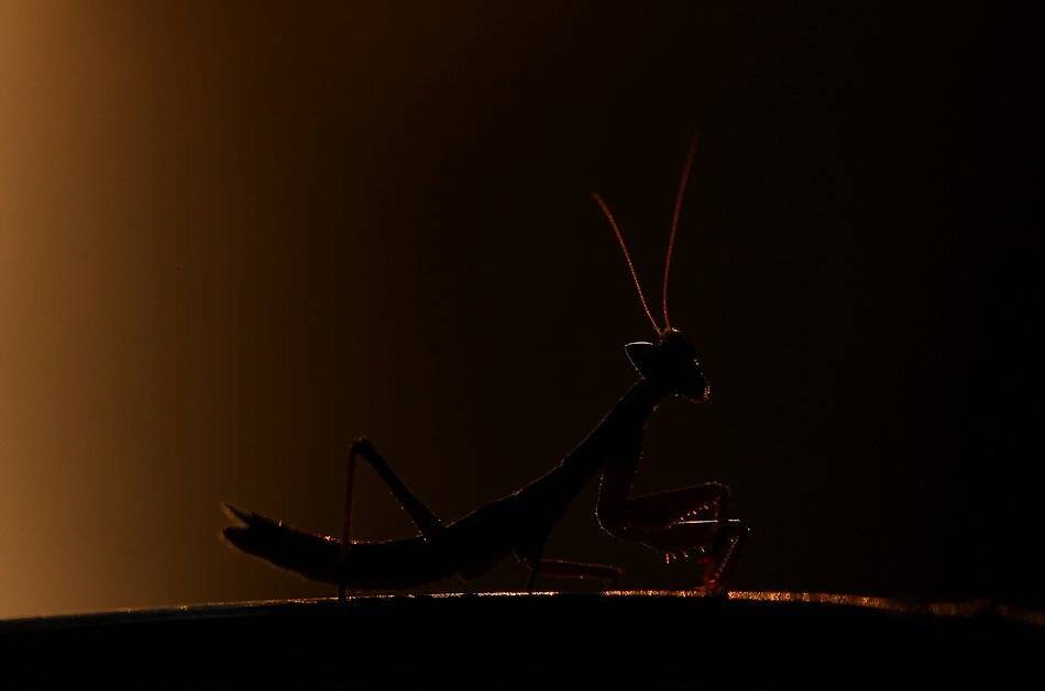 , Иваненко Светлана