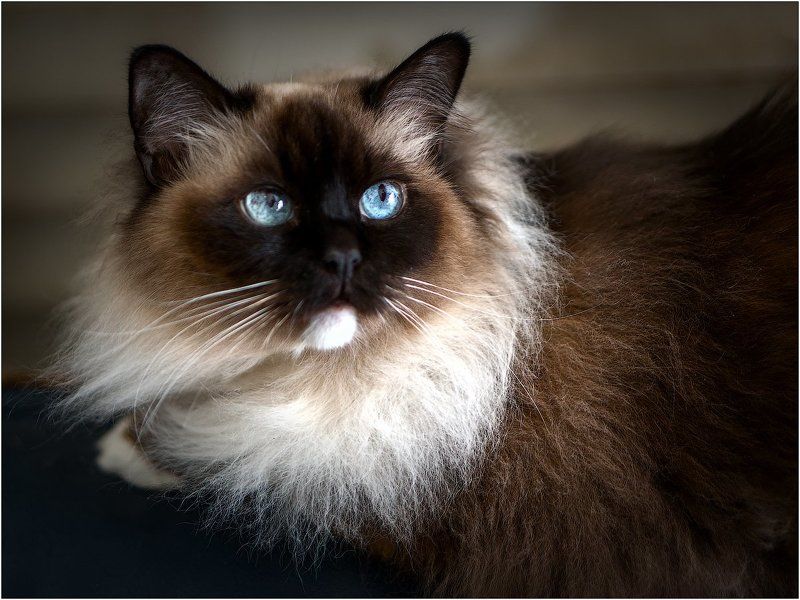 Слушая D. Scarlatti: Cat\'s fugue K 30 L 499 in G Minor  фото превью