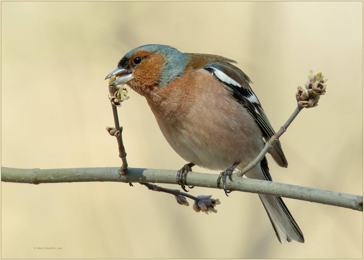 , Валерий Субачев