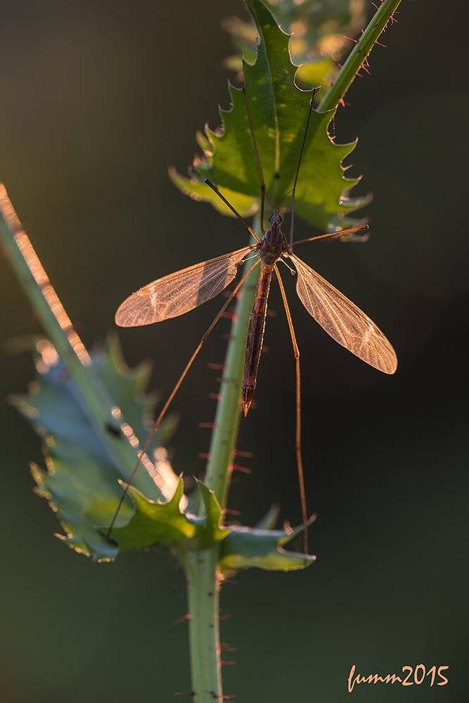 , Игорь ФУММ