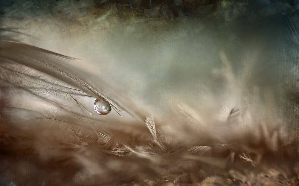 drops, dandelion, Iza